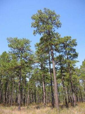 Pinus Palustris
